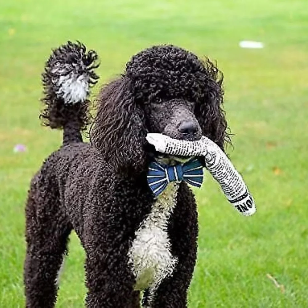 Newspaper Dog Toy